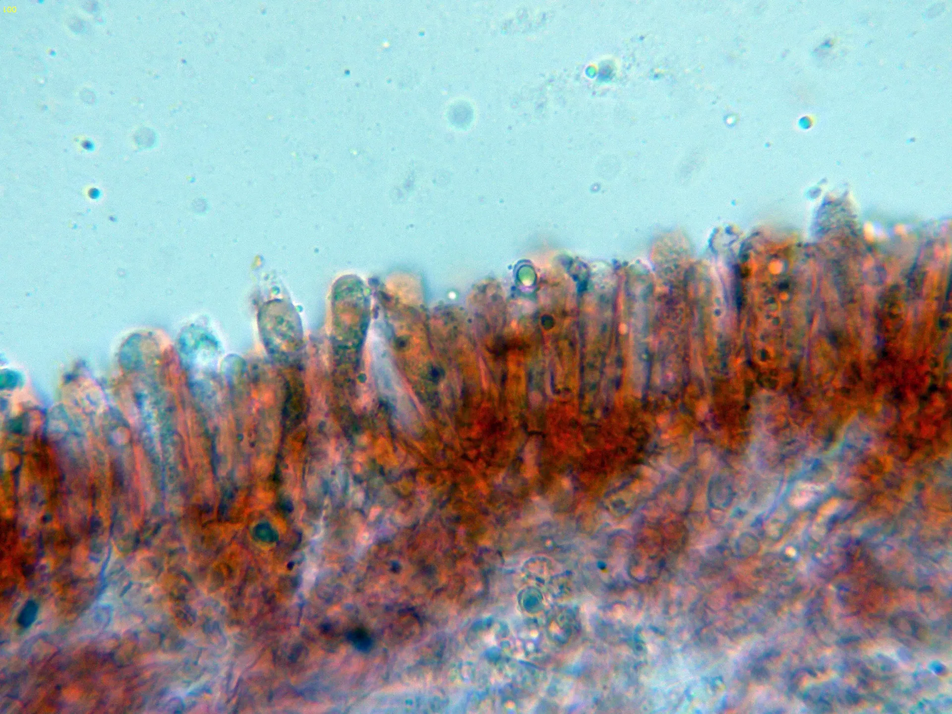 Microscopía de Lepista panaeolus - 10 - Basidios cara-001